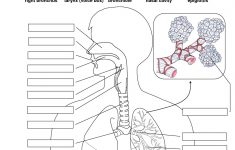 Respiratory System Without Labels Human Respiratory System | Printable Worksheets On The Lungs
