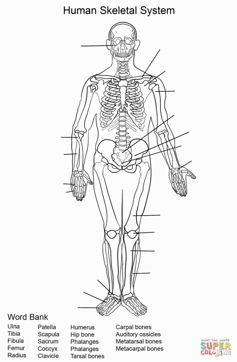 Skeletal System Coloring | Coloring Pages | Skeletal System | Free Printable Human Anatomy Worksheets