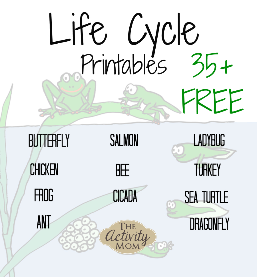 The Activity Mom - Life Cycles Printable - The Activity Mom | Life Cycle Of A Frog Free Printable Worksheets