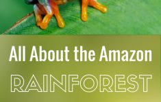 The Amazon Rainforest For Kids With Free Printable Mini-Book | Rainforest Printable Worksheets
