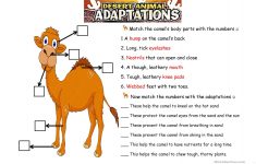 The Camel. Animals Adaptations Worksheet - Free Esl Printable | Free Printable Worksheets Animal Adaptations