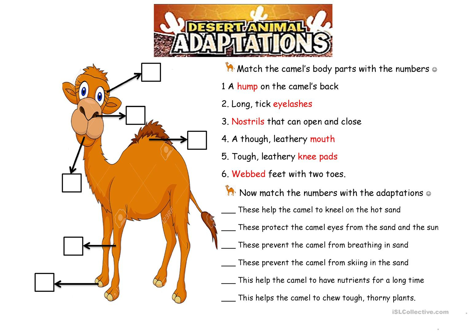 Animal Adaptations Worksheet Unit Plan For Teachers | Free Printable