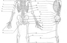 Unlabeled Diagram Of The Human Skeleton . Unlabeled Diagram Of The | Human Skeleton Printable Worksheet