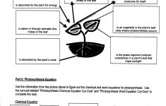 Week 15 Photosynthesis And Respiration Mrbordens Biology Rattler | Free Printable Photosynthesis Worksheets