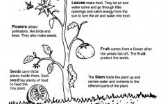 Worksheet : Life Cycle Flowering Plant Booklet Math Worksheets For | Free Plant Life Cycle Worksheet Printables
