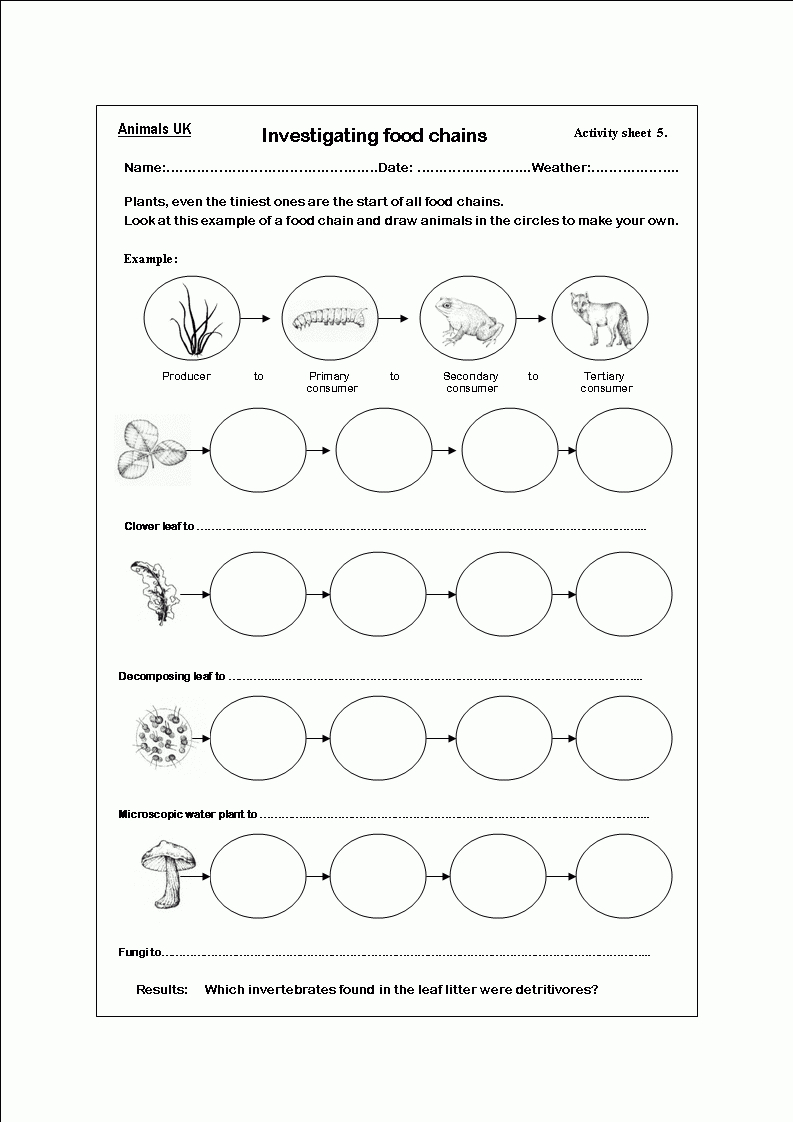 Worksheets On Food Chains | Science | Food Chain Worksheet, Science | Food Chain Printable Worksheets