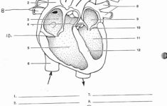 Printable Anatomy Labeling Worksheets Human Heart Coloring | Printable Anatomy Labeling Worksheets